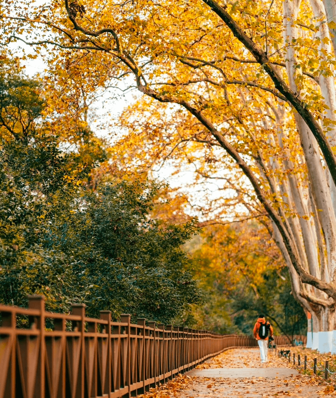 🌳 Ngẩn ngơ trước vẻ đẹp lãng mạn ở Đại lộ Ngô Đồng Nam Kinh